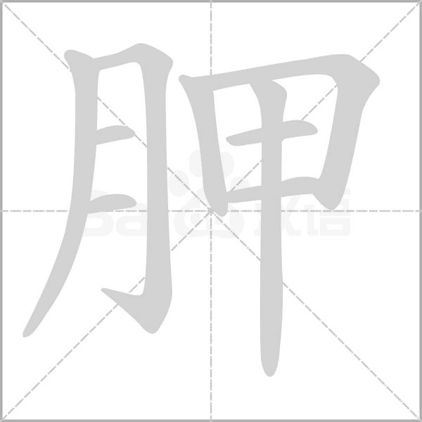 胛字的拼音、笔顺、意思、组词、成语