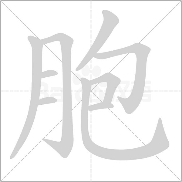 胞字的拼音、笔顺、意思、组词、成语